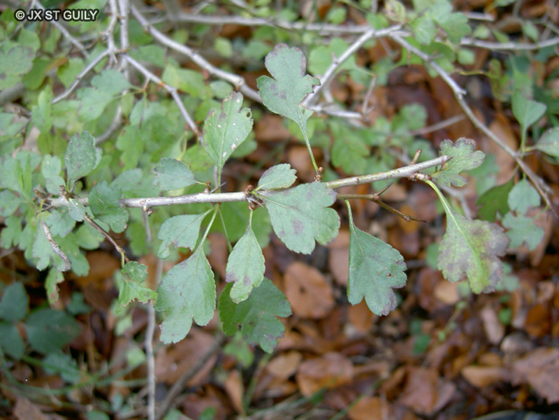 Rosaceae - Crataegus laevigata - Aubépine, Epine à fleurs