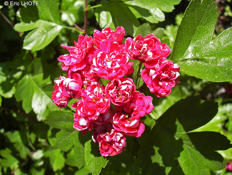Rosaceae - Crataegus laevigata Paul's Scarlet - Aubépine, Epine à fleurs