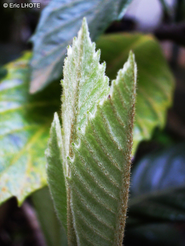 Rosaceae - Eriobotrya japonica - Néflier du Japon, Bibacier, Bibassie, Bronze loquât