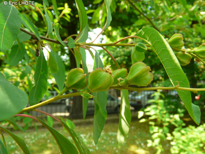 Rosaceae - Exochorda giraldii - Exochorde, Buisson de perle