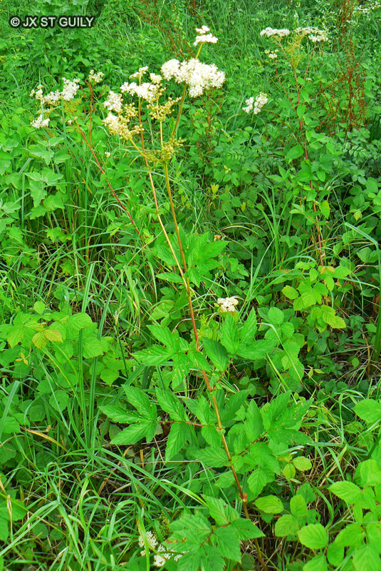 Rosaceae - Filipendula ulmaria - Reine des prés, Fausse Spirée, Spirée ulmaire