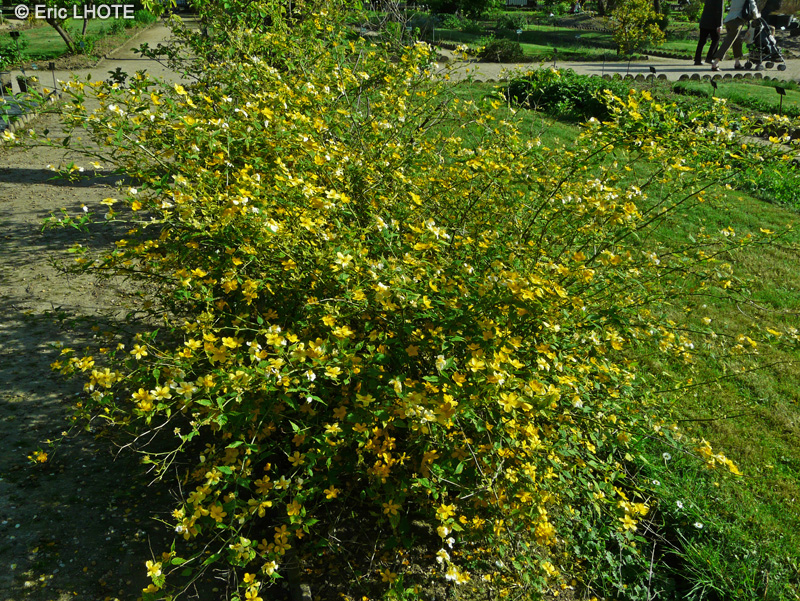 Rosaceae - Kerria japonica - Corète du Japon