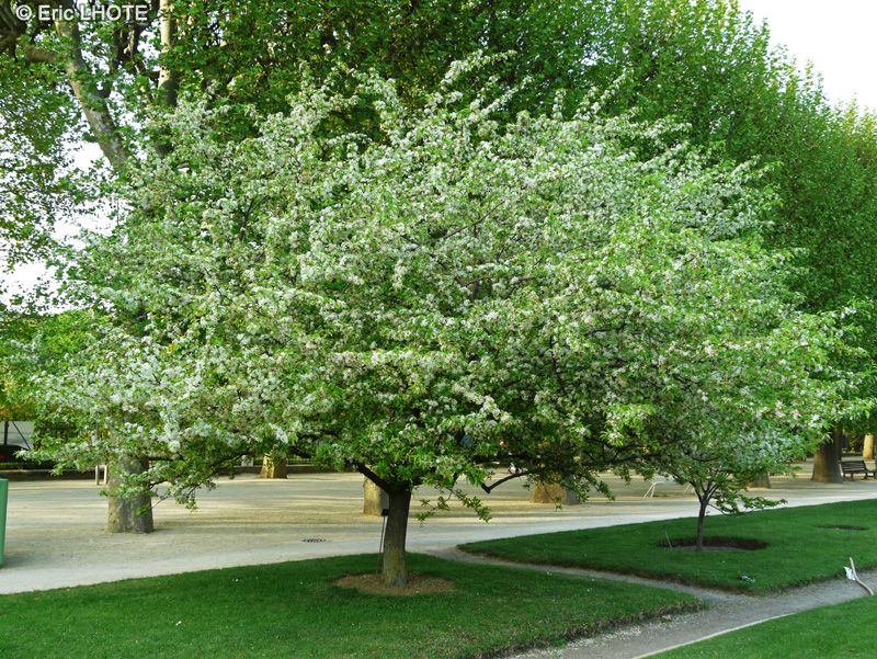 Rosaceae - Malus sieboldii - Pommier d’ornement