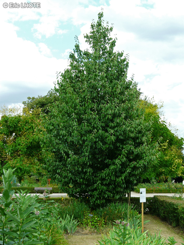Rosaceae - Malus tschonoskii - Pommier colonne, Pommier de Sukawa
