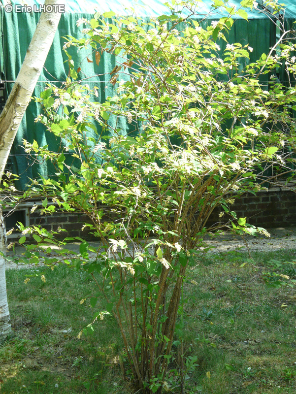 Rosaceae - Neillia sinensis - Neillia
