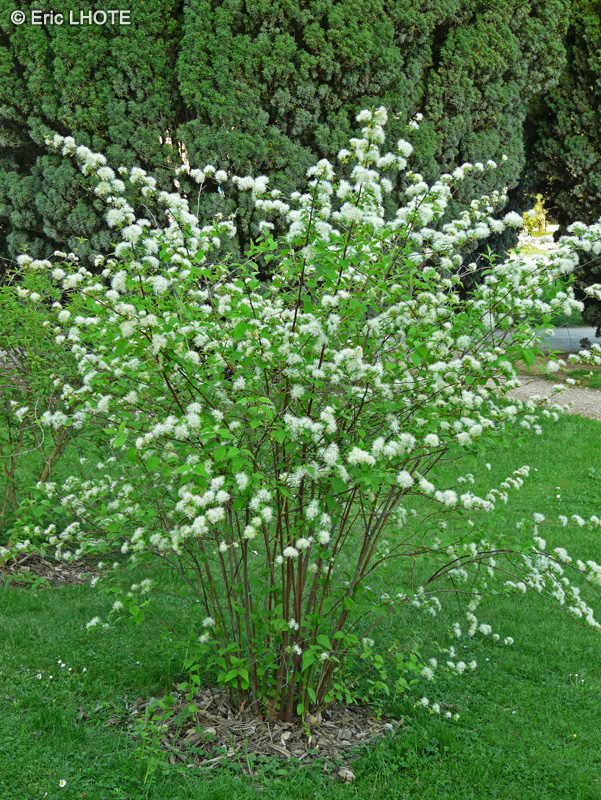 Rosaceae - Neviusia alabamensis - Neviusie