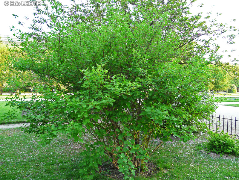  - Physocarpus opulifolius - 