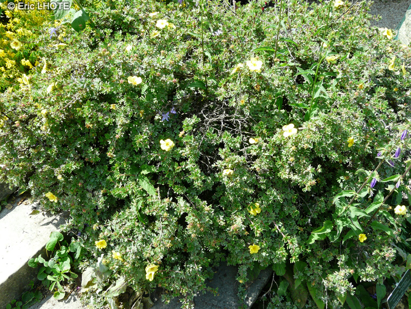 Rosaceae - Potentilla fruticosa subsp. arbuscula - Potentille arbustive