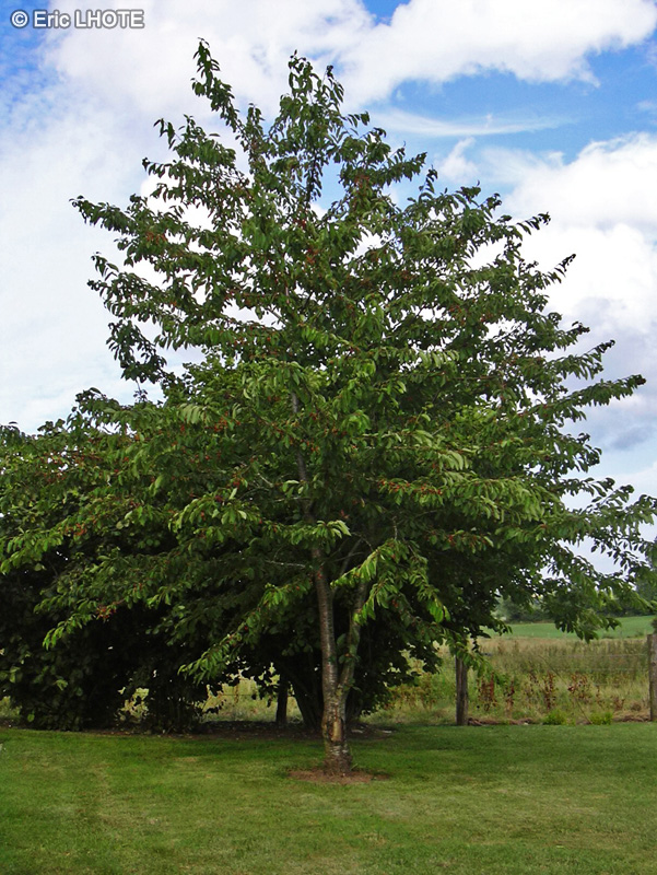 Rosaceae - Prunus avium - Merisier, Cerisier des oiseaux, Cerisier sauvage