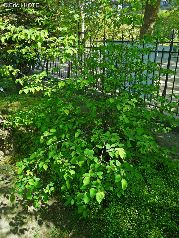 Rosaceae - Prunus brigantiaca - Punier de Briançon