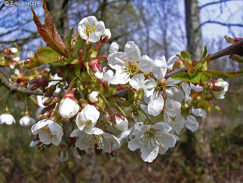 Rosaceae - Prunus cerasus - Griottier, Cerisier bigareau