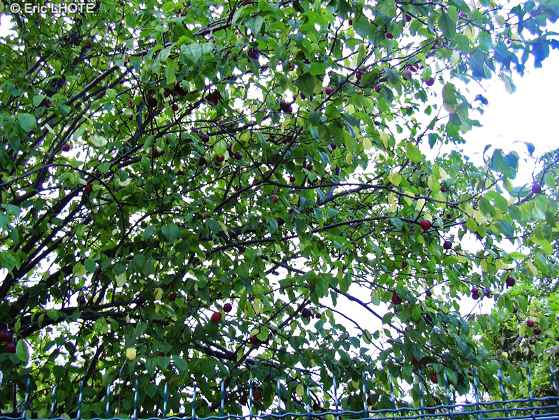  - Prunus domestica - 