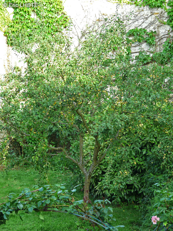  - Prunus domestica Syriaca - 