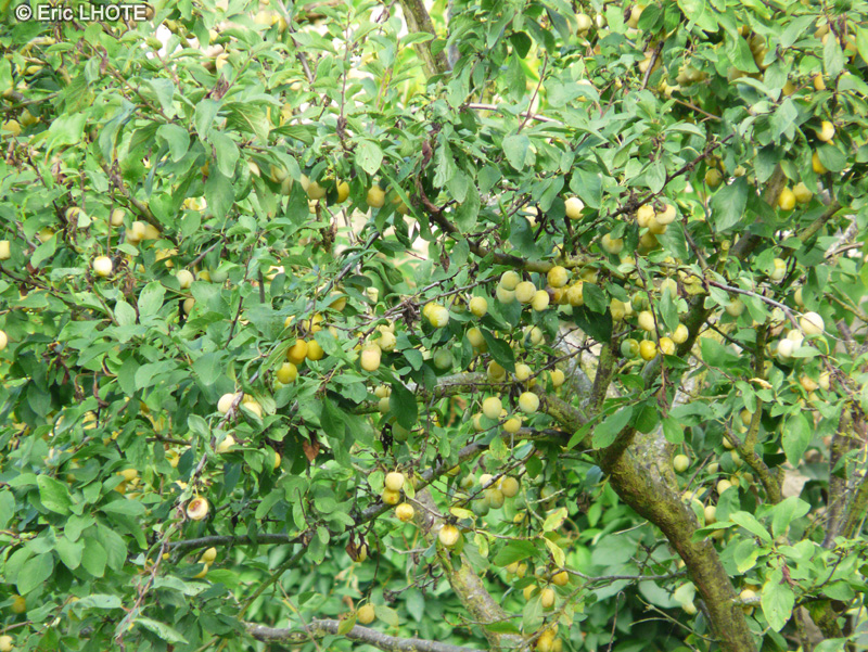  - Prunus domestica Syriaca - 