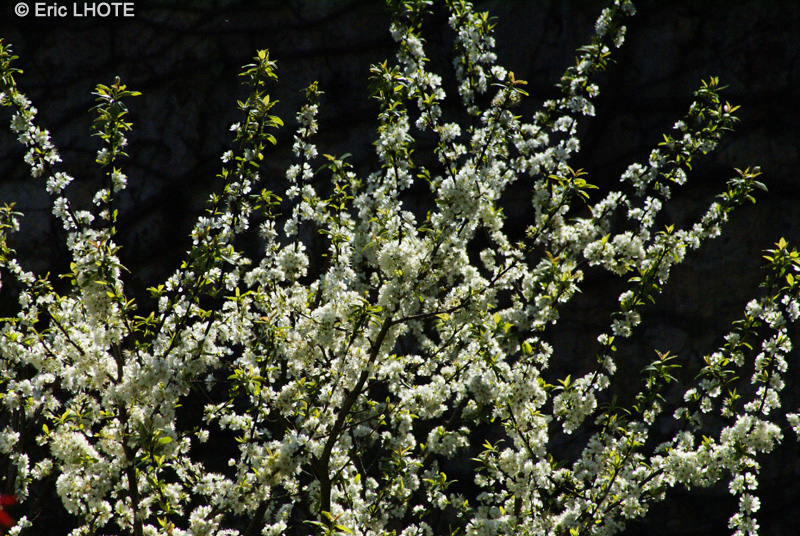 Rosaceae - Prunus domestica Syriaca - Mirabellier