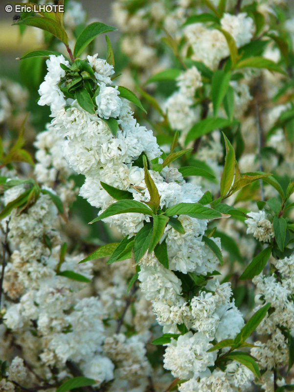 Rosaceae - Prunus glandulosa Alba Plena - Amandier du Japon