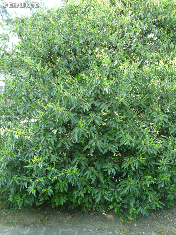 Rosaceae - Prunus lusitanica - Laurier du Portugal