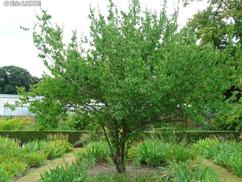Rosaceae - Prunus mume Alphandii, Prunus mume Flore Pleno - Abricotier du Japon, Mume, Ume, Umé
