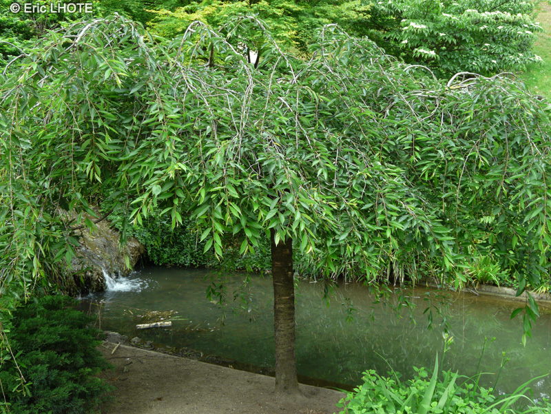 Rosaceae - Prunus subhirtelia Pendula - Cerisier à fleurs pleureur