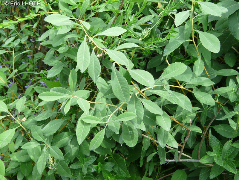Rosaceae - Prunus tenella - Amandier nain