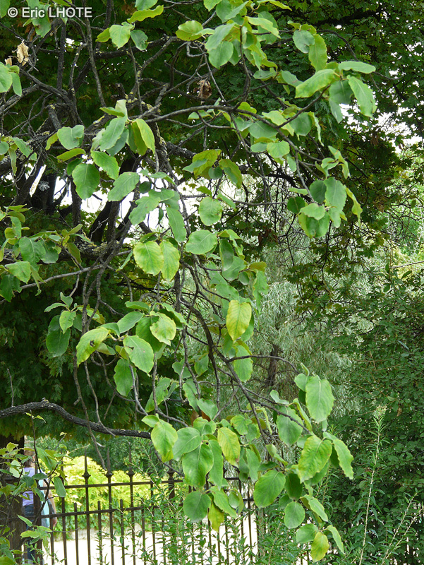 Rosaceae - Pyrocydonia danielii, Cydonia oblonga x Pyrus communis Williams Christ - Pyrocydonia