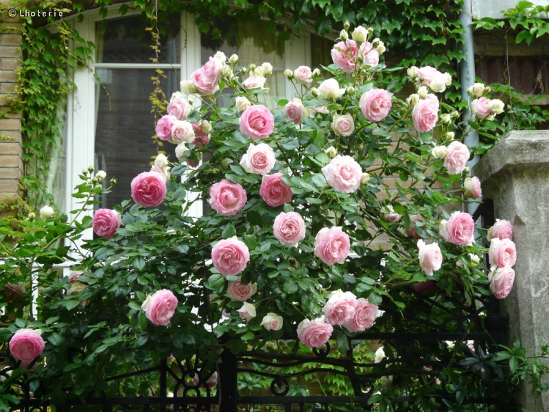 Rosaceae - Rosa Pierre de Ronsard - Rosa