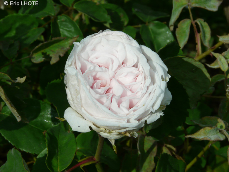 Rosaceae - Rosa bourbon Souvenir de la Malmaison - Rosier