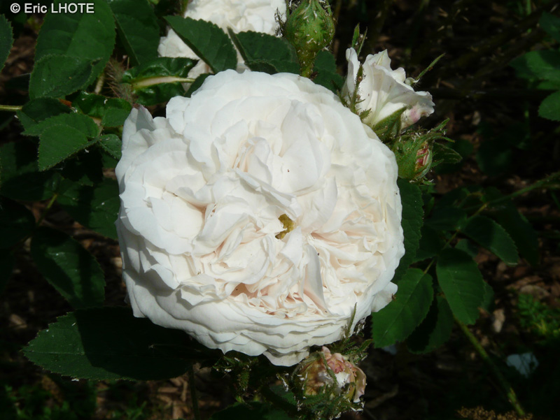  - Rosa centifolia Blanche Fleur - 