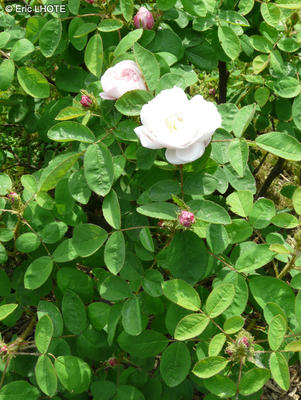 Rosaceae - Rosa centifolia muscosa Alfred de Damas - Rosier