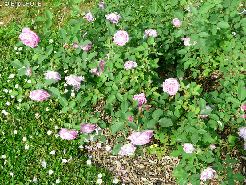 Rosaceae - Rosa chinensis Hermosa - Rosier