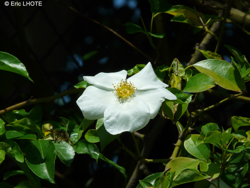 Rosaceae - Rosa laevigata - Rosier des Cherokees