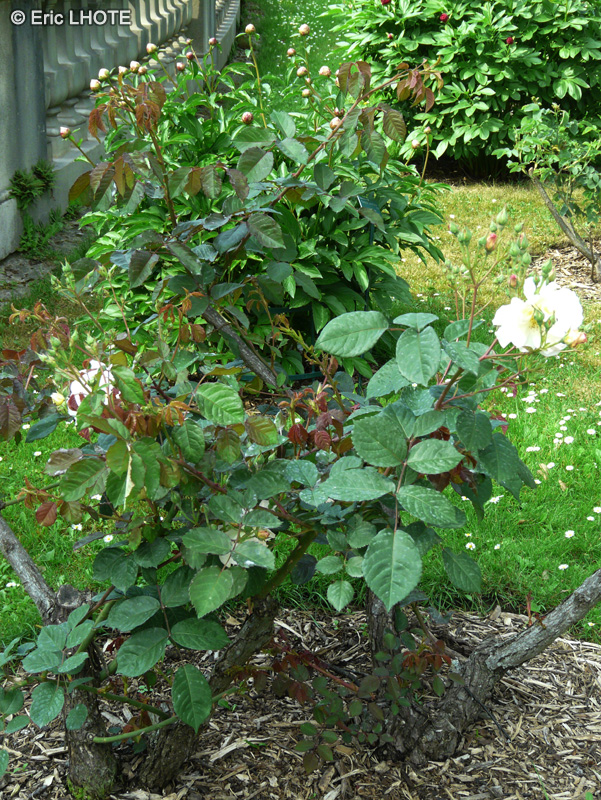 Rosaceae - Rosa moschata Penelope - Rosier