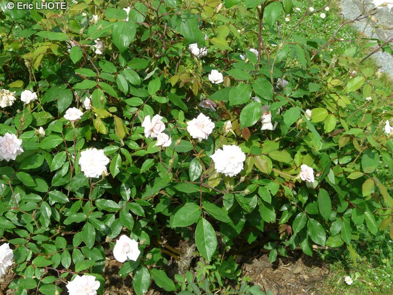 Rosaceae - Rosa polyantha Cécile Brunner - Rosier