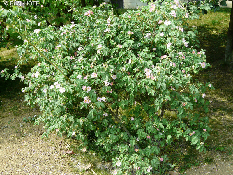 Rosaceae - Rosa villosa - Rosier velu