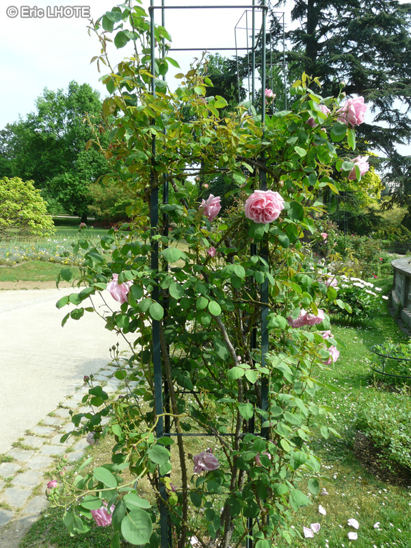 Rosaceae - Rosa x La France - Rosier
