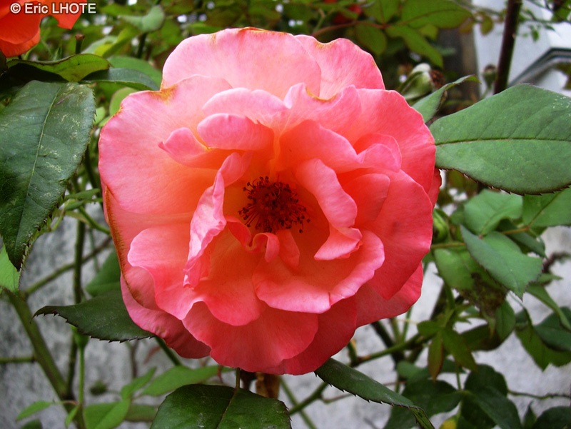 Rosaceae - Rosa x - Rosier