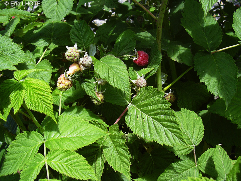 Rosaceae - Rubus idaeus - Framboisier, Ronce du mont Ida