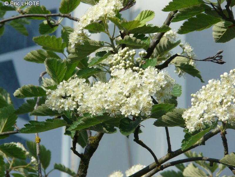 Rosaceae - Sorbus aria - Alisier blanc, Alouchier