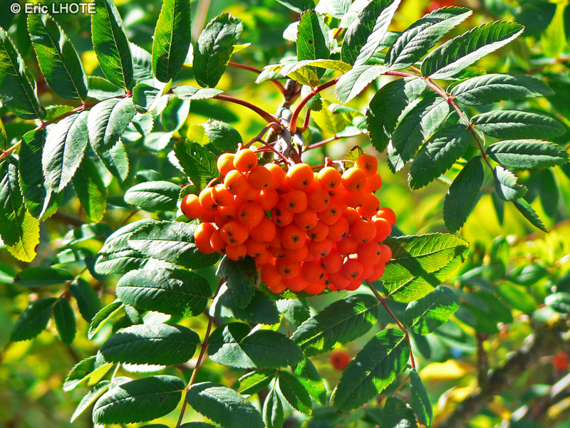 Rosaceae - Sorbus aucuparia - Sorbier des oiseaux, Sorbier des oiseleurs
