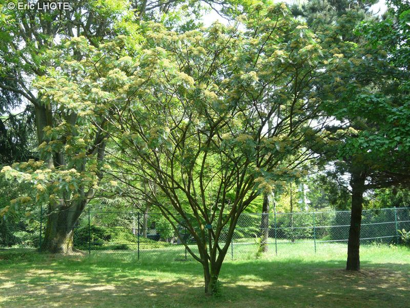 Rosaceae - Sorbus scalaris - Sorbier, Chinese mountain Ash