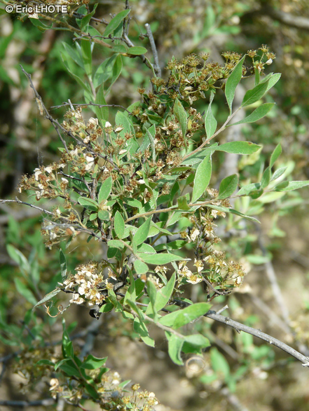 Rosaceae - Spiraea cantoniensis Lanceolata - Spirée