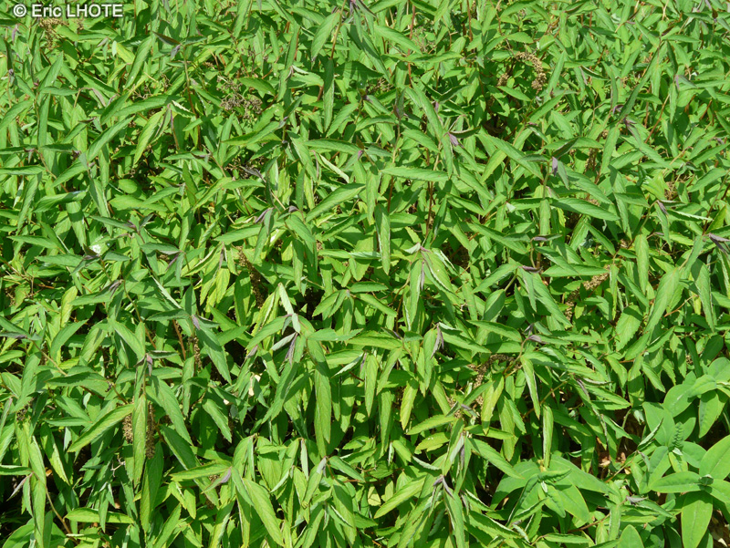 Rosaceae - Spiraea x Bumalda - Spirée de Bumaldus