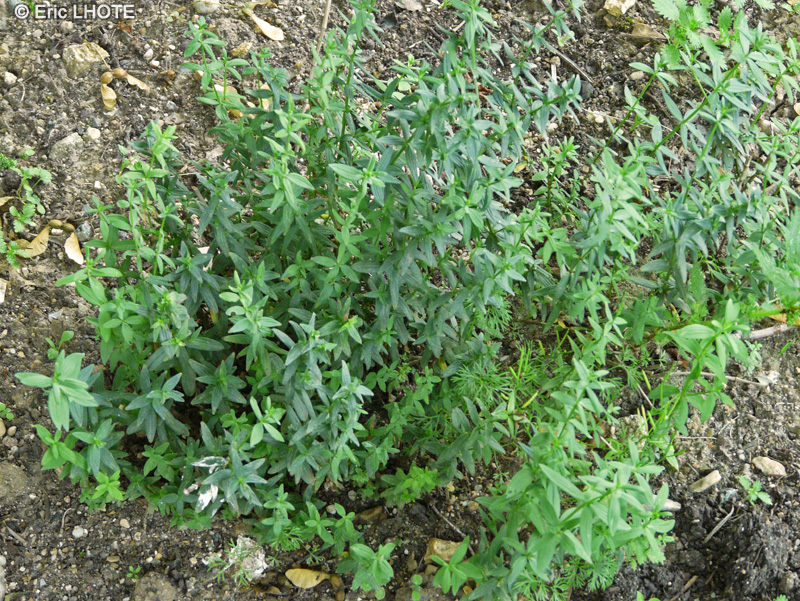 Rubiaceae - Galium boreale - Gaillet boréal