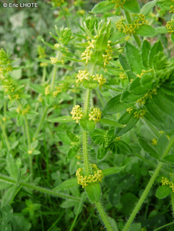 Rubiaceae - Galium cruciata, Cruciata laevipes, Valantia cruciata - Gaillet croissette
