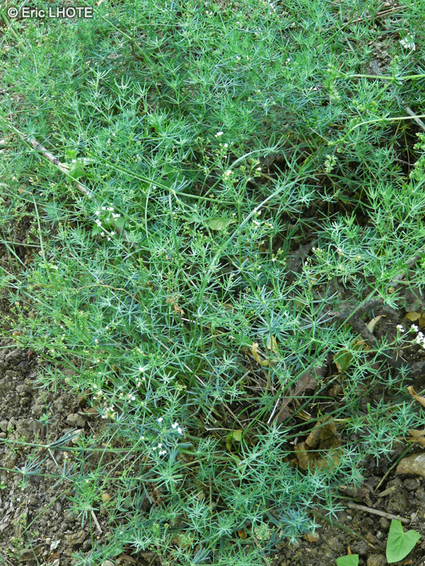 Rubiaceae - Galium glaucum, Asperula galioides - Gaillet glauque, Aspérule glauque