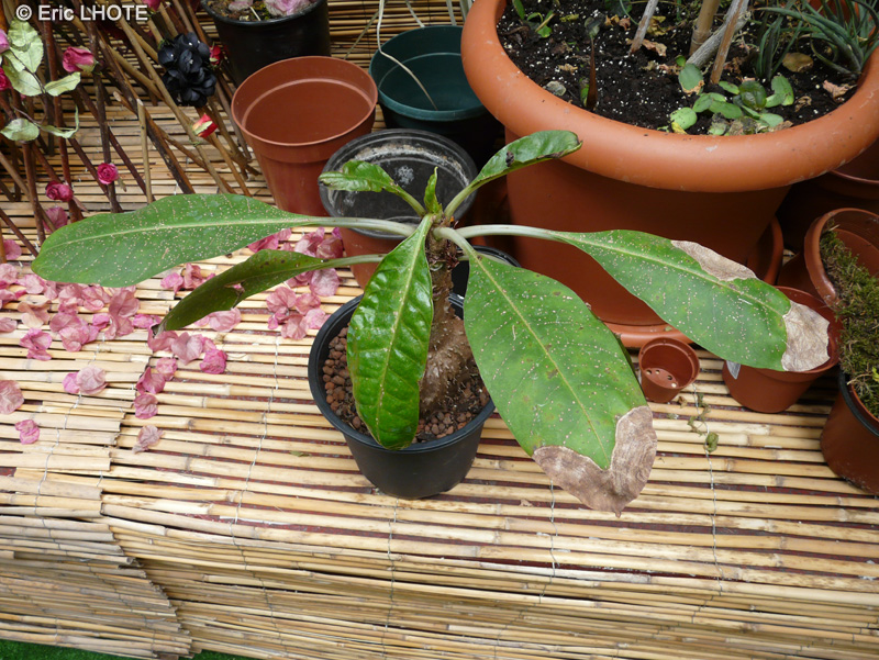 Rubiaceae - Myrmecodia tuberosa - Plante fourmilière