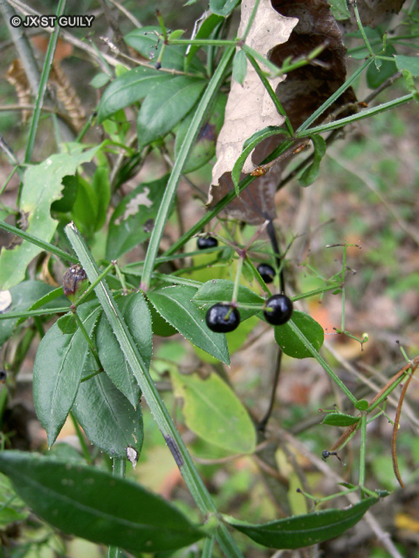 Rubiaceae - Rubia peregrina - Garance voyageuse