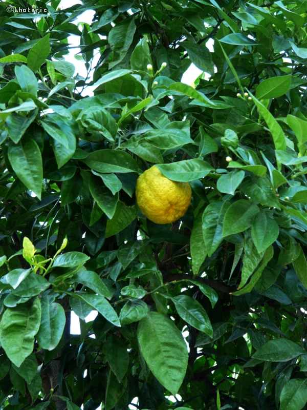 Rutaceae - Citrus sinensis - Oranger