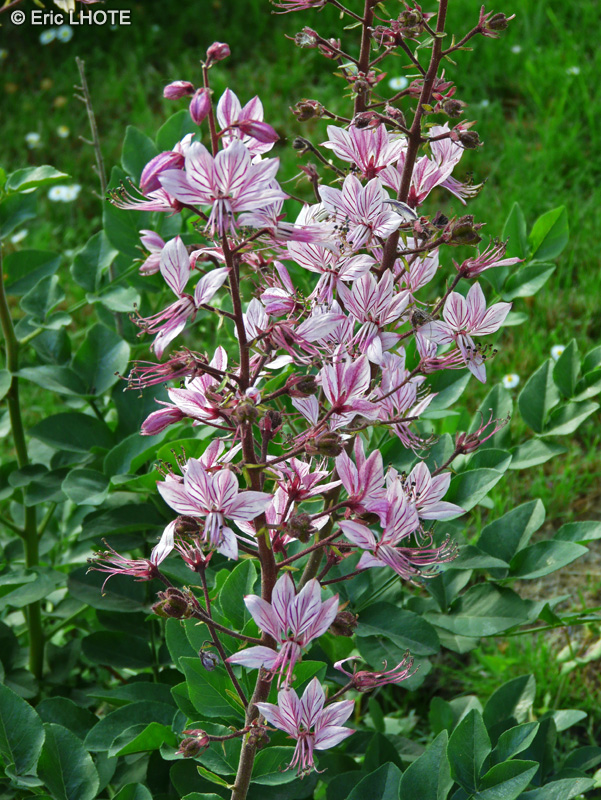 Rutaceae - Dictamnus albus - Fraxinelle, Fraxinelle blanche, Dictame blanc