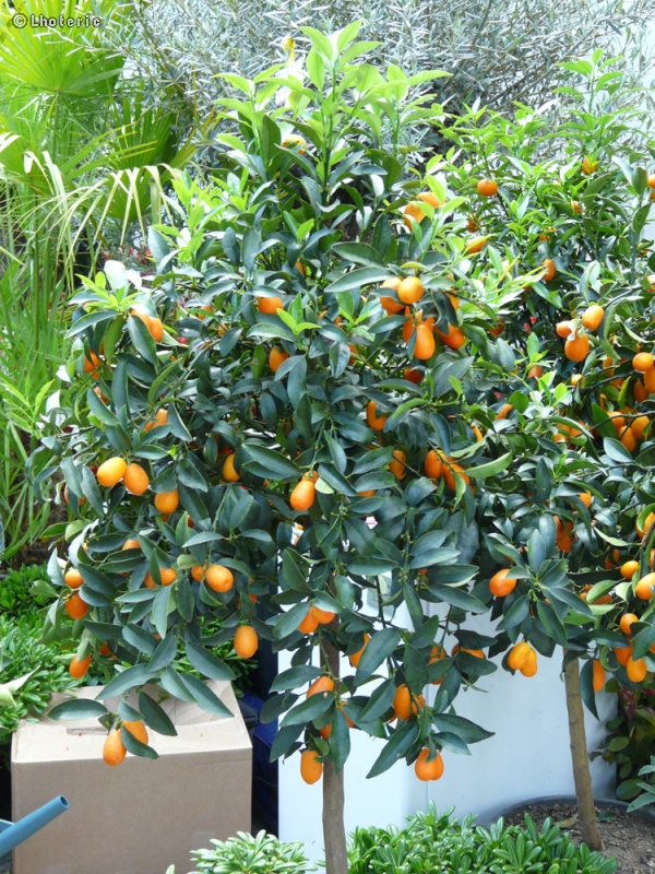 Rutaceae - Fortunella japonica - Kumquat